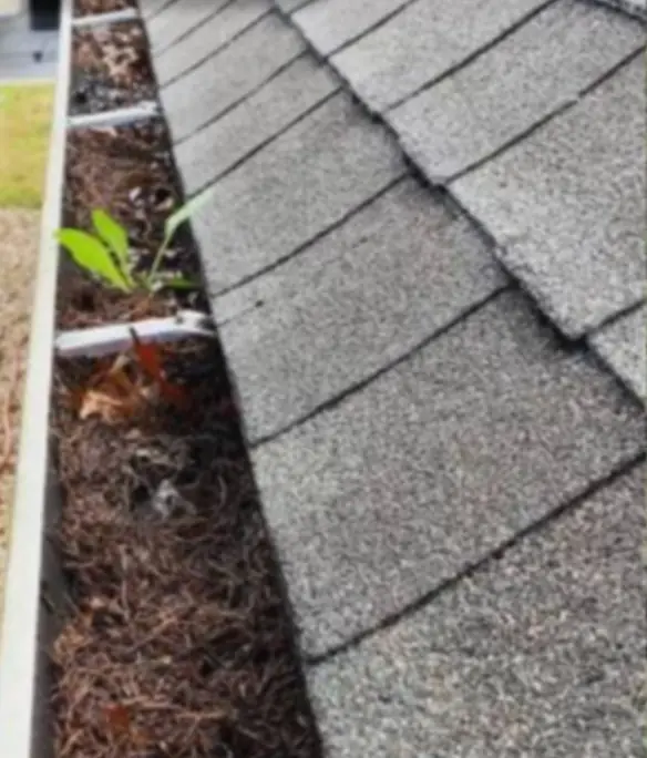 a gutter packed with pine needles and a seedling beside asphalt shingles